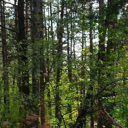 Pine Dream *