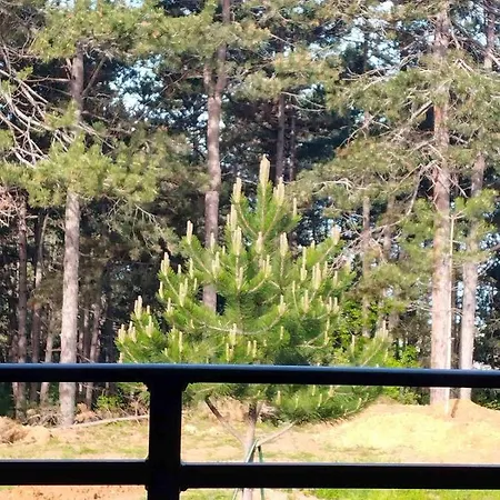 Villa Pine Dream